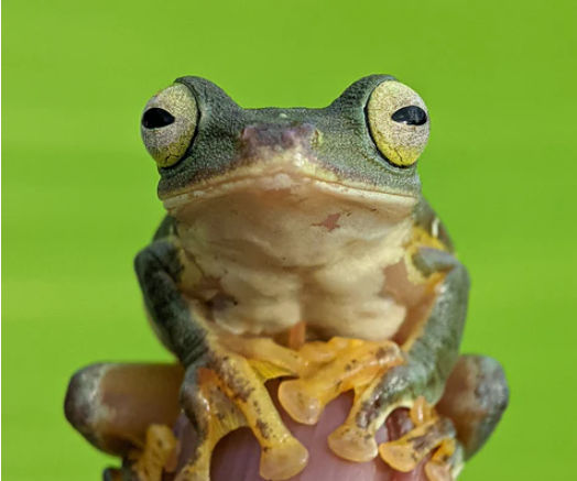 Fun Facts about Frogs